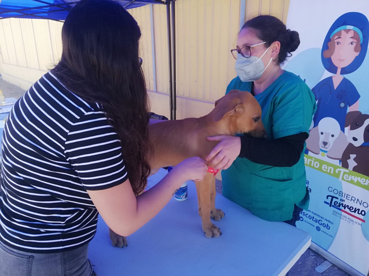 Volvió «Veterinario en Terreno» de la Gobernación del Tamarugal