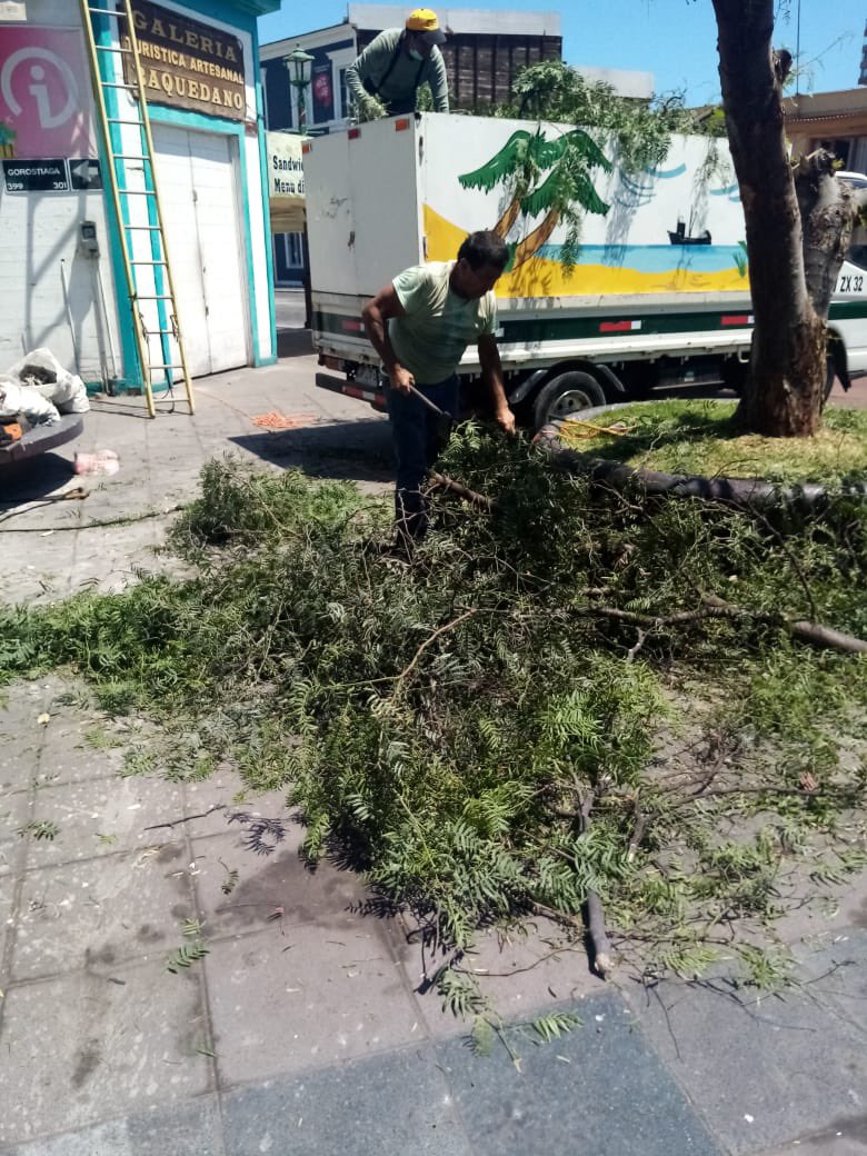CONAF presentó una querella criminal por tala ilegal de pimiento de Paseo Baquedano