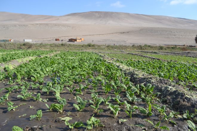CNR y GORE Arica y Parinacota entregarán $4.000 millones en bonificaciones para fomentar el riego