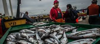 Pescadores artesanales rechazan indicación que permitiría a industriales la pesca de arrastre para la merluza