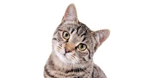 SERNAC exigirá compensaciones para dueños de gatos afectados por alimentos defectuosos