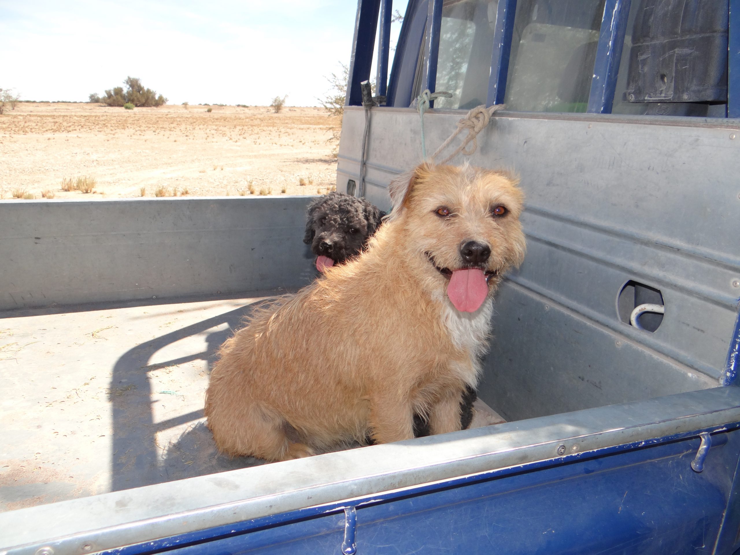 CONAF Tarapacá: Buscan disminuir impacto de mascotas en la fauna nativa