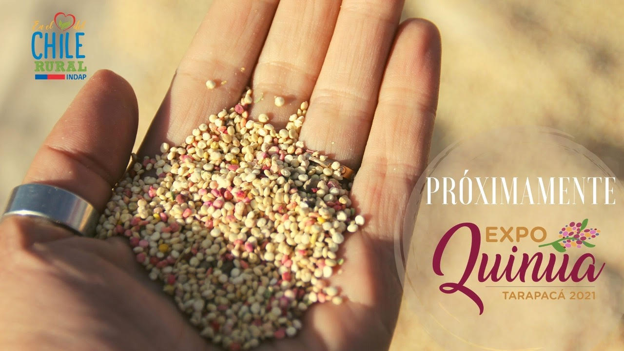 INDAP inaugura hoy Expo Quinua Tarapacá en línea