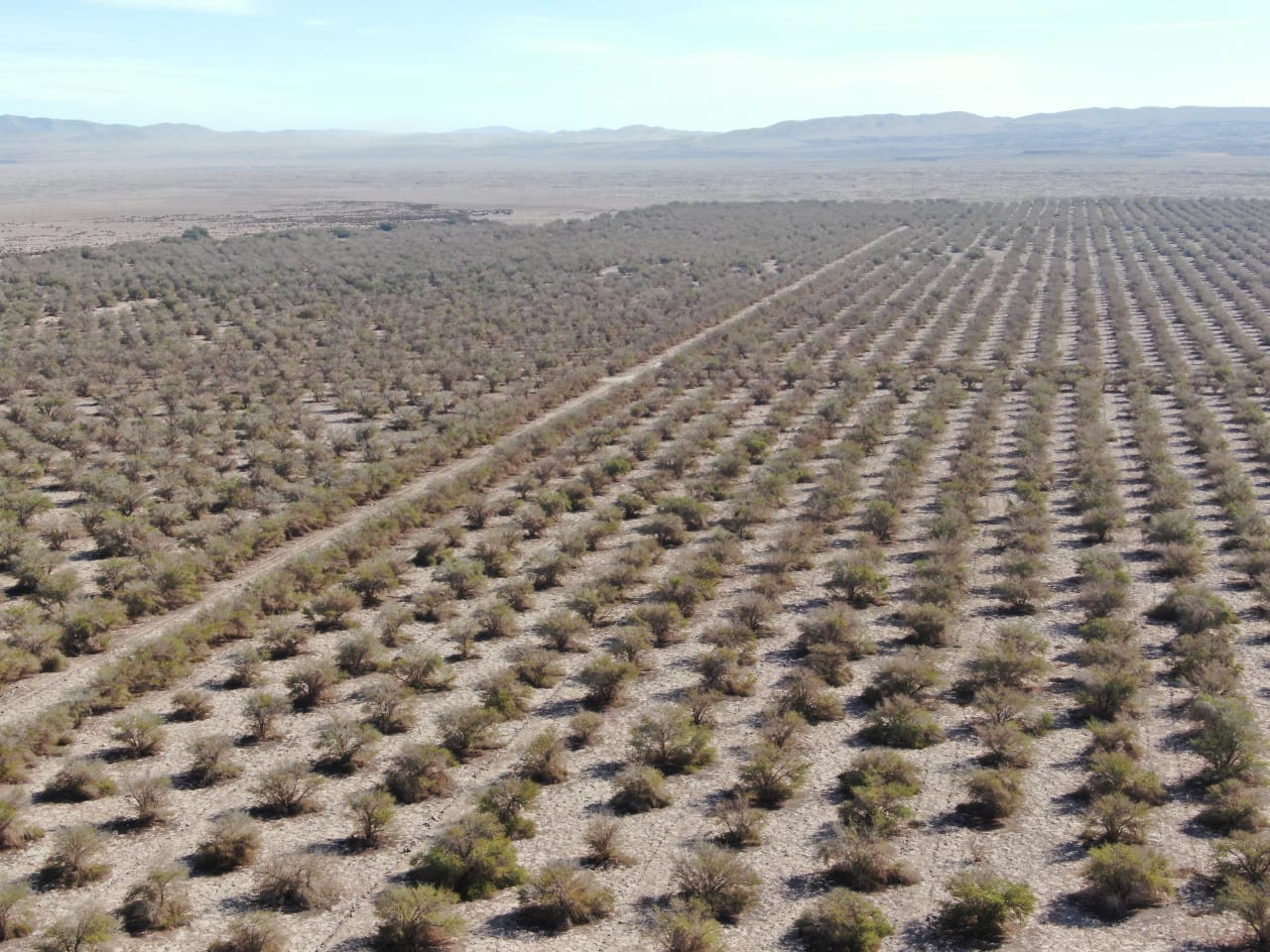 $410 millones para proyecto de reforestación en 100 hectáreas de la Pampa del Tamarugal