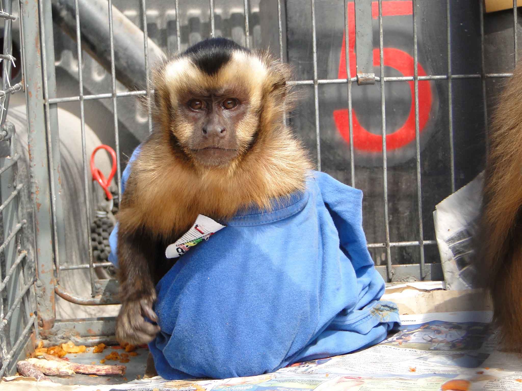 Tráfico de animales: 234 ejemplares ha decomisado el SAG Tarapacá en los últimos 10 años