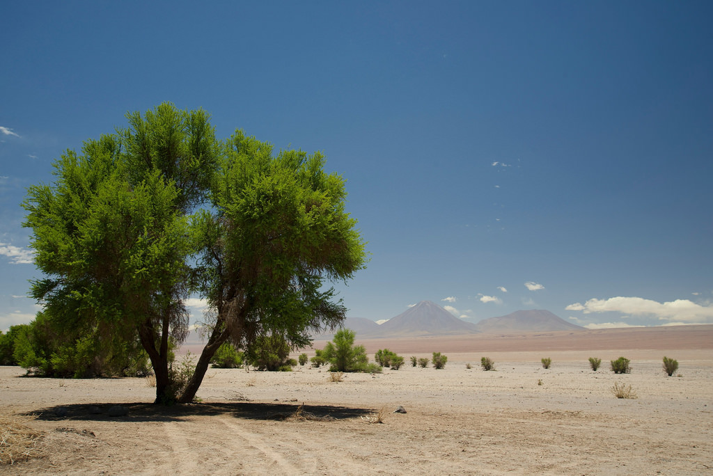 CONAF Tarapacá celebra el Día Mundial del Medio Ambiente restaurando ecosistemas