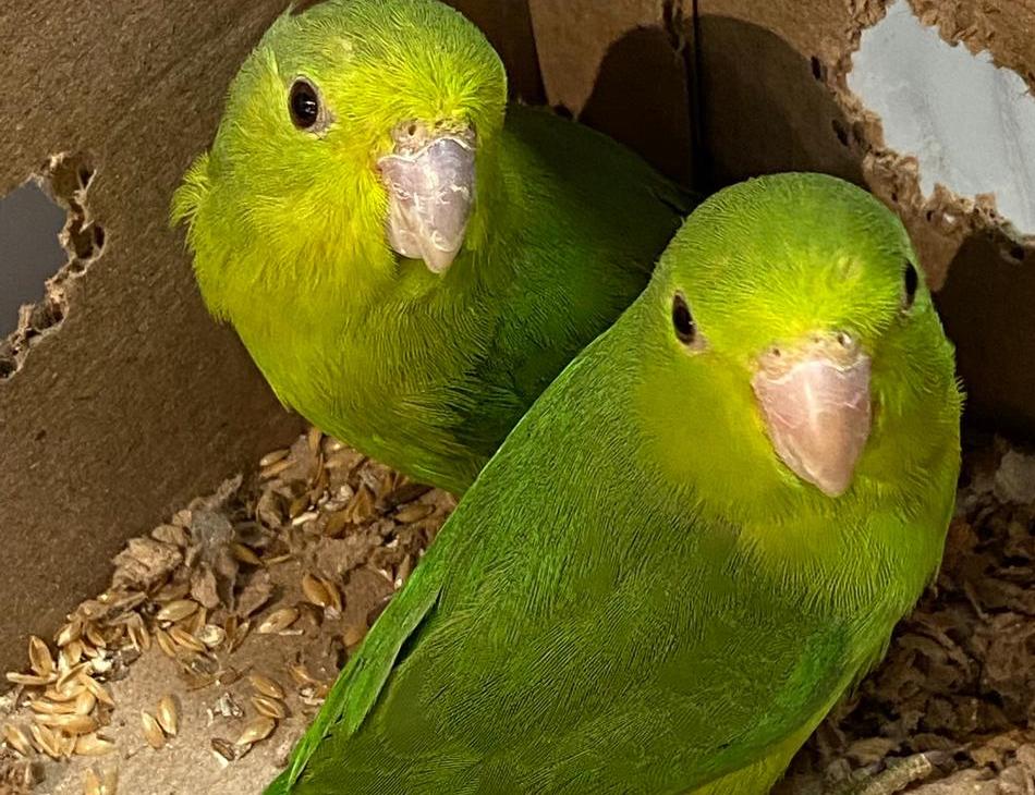 Contrabando de animales: SAG devuelve a Bolivia pareja de periquitos detectados en avanzada El Loa