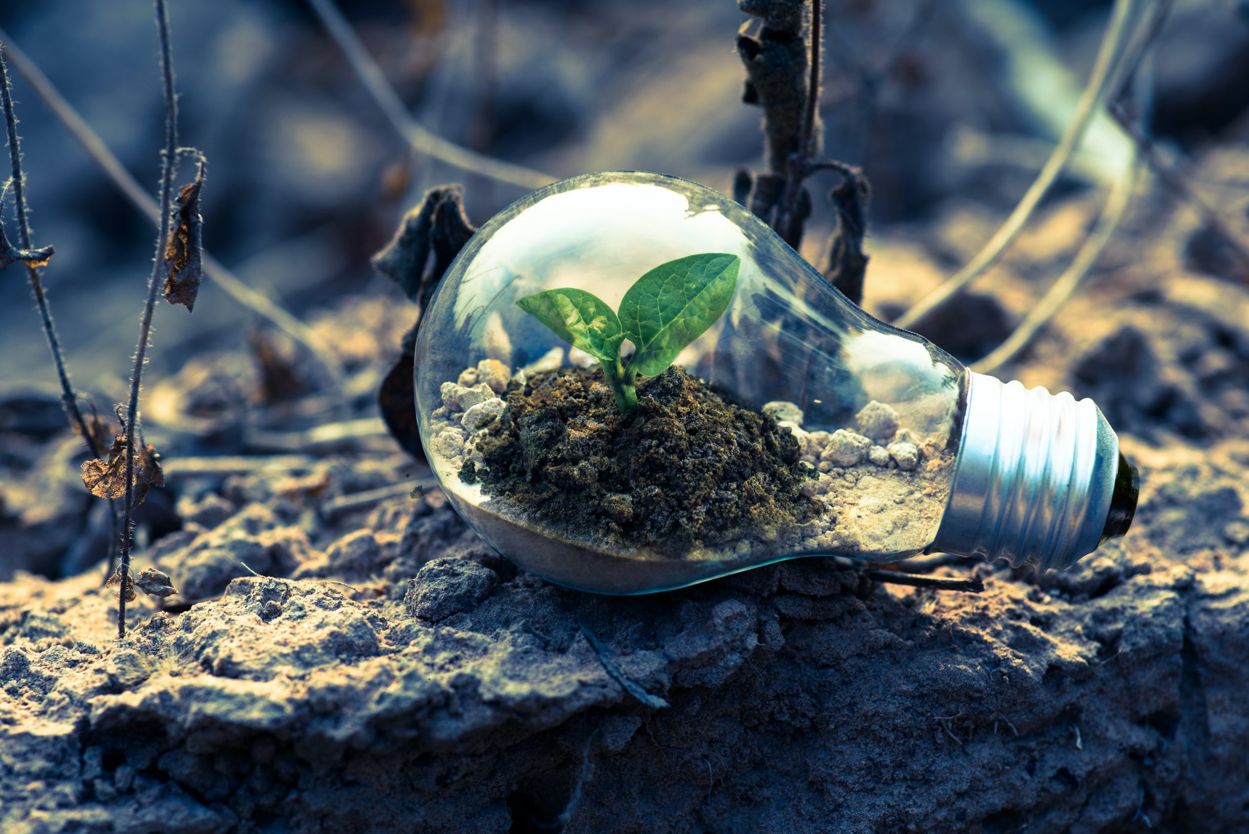Avanzando hacia la carbono neutralidad