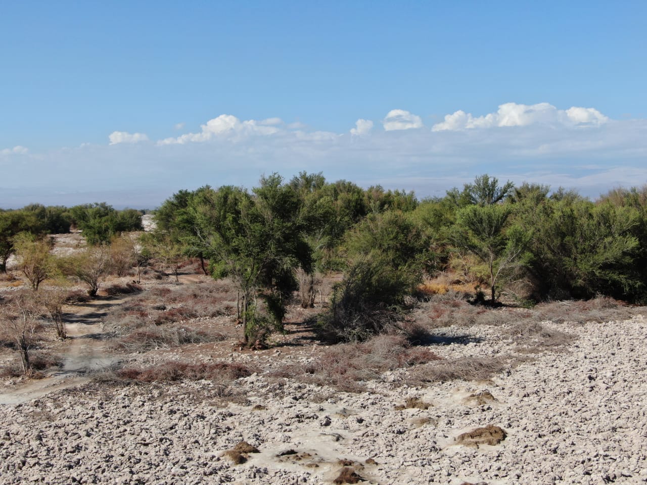 Chile muestra avance en acciones para frenar la desertificación
