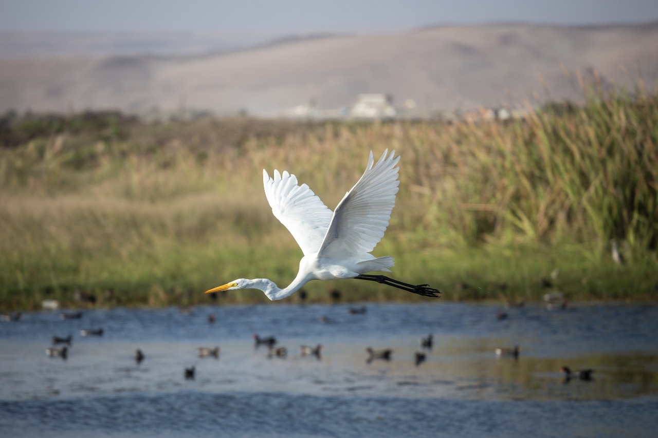 Se viene un domingo dedicado al estudio de las aves y más