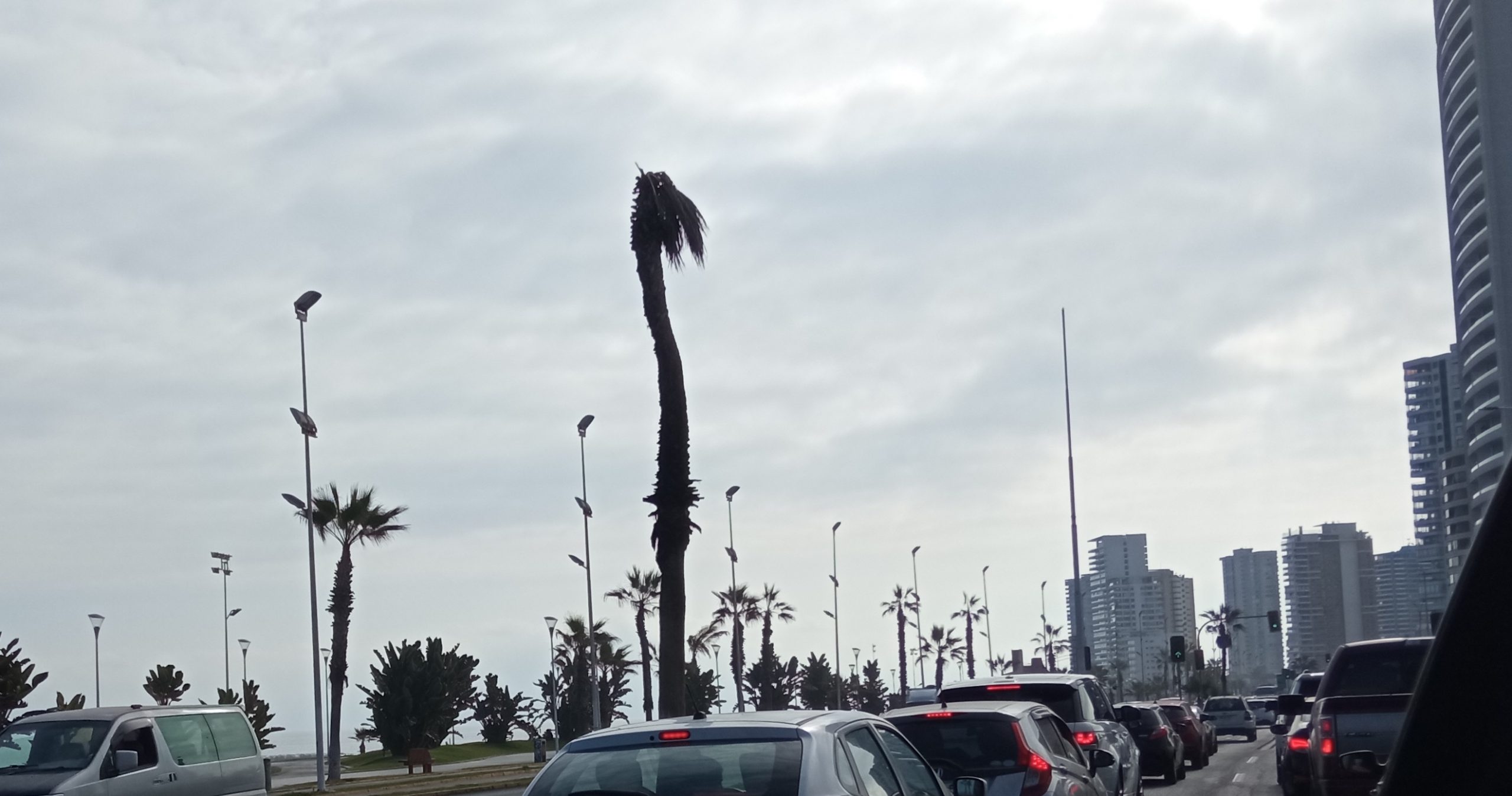 CARTA: ¡Por favor limpien las palmeras!