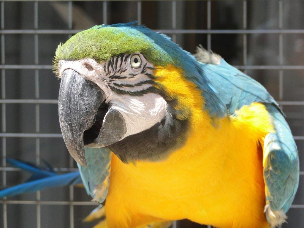 SAG llama a realizar Declaración Semestral de Fauna Silvestre del primer semestre de 2021