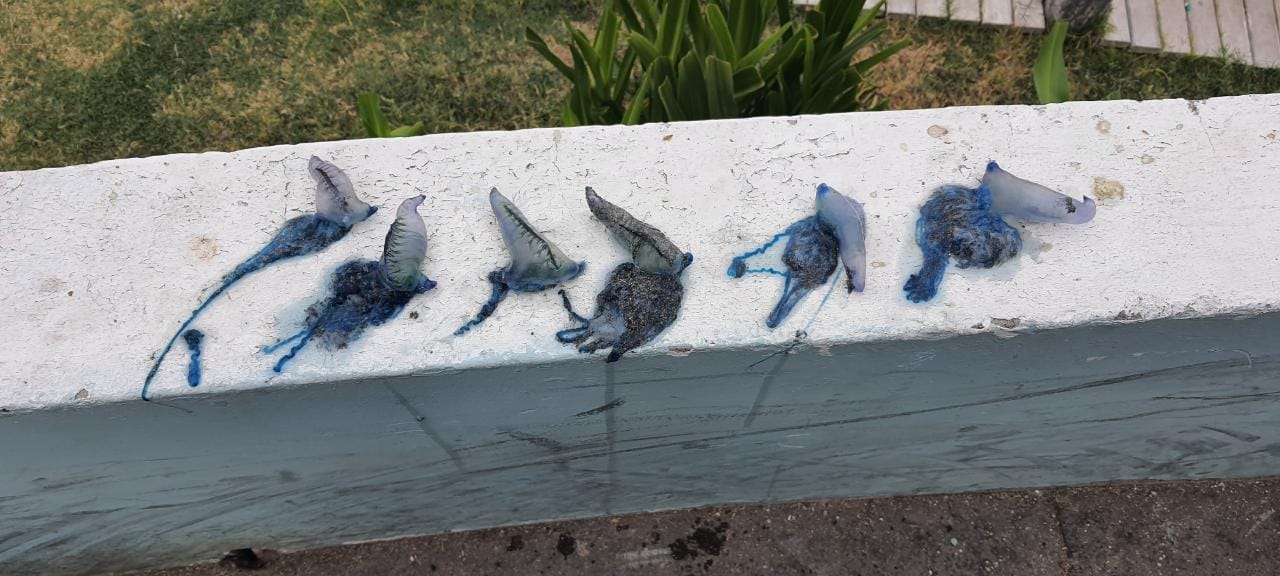 Decretan cierre para el baño y actividad recreativa en playa Cavancha por Fragata Portuguesa