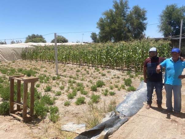 Se extiende el concurso apoyo a la actividad agropecuaria de la provincia del Tamarugal 2021