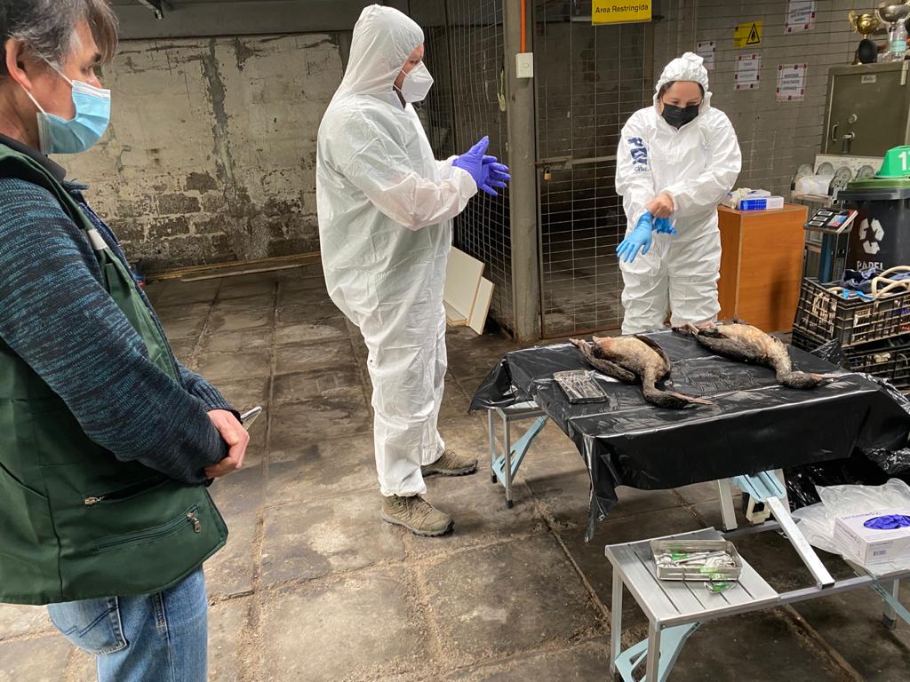 Preocupación ante mortandad de aves ocurrida en Tarapacá podría extenderse a Arica