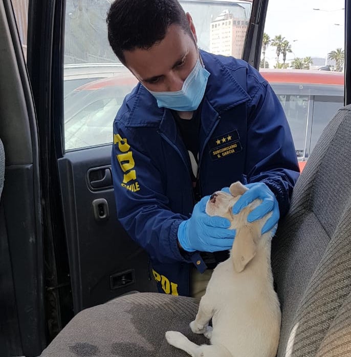 Detectives rescataron a un cachorro que llevaba horas encerrado dentro de un vehículo estacionado