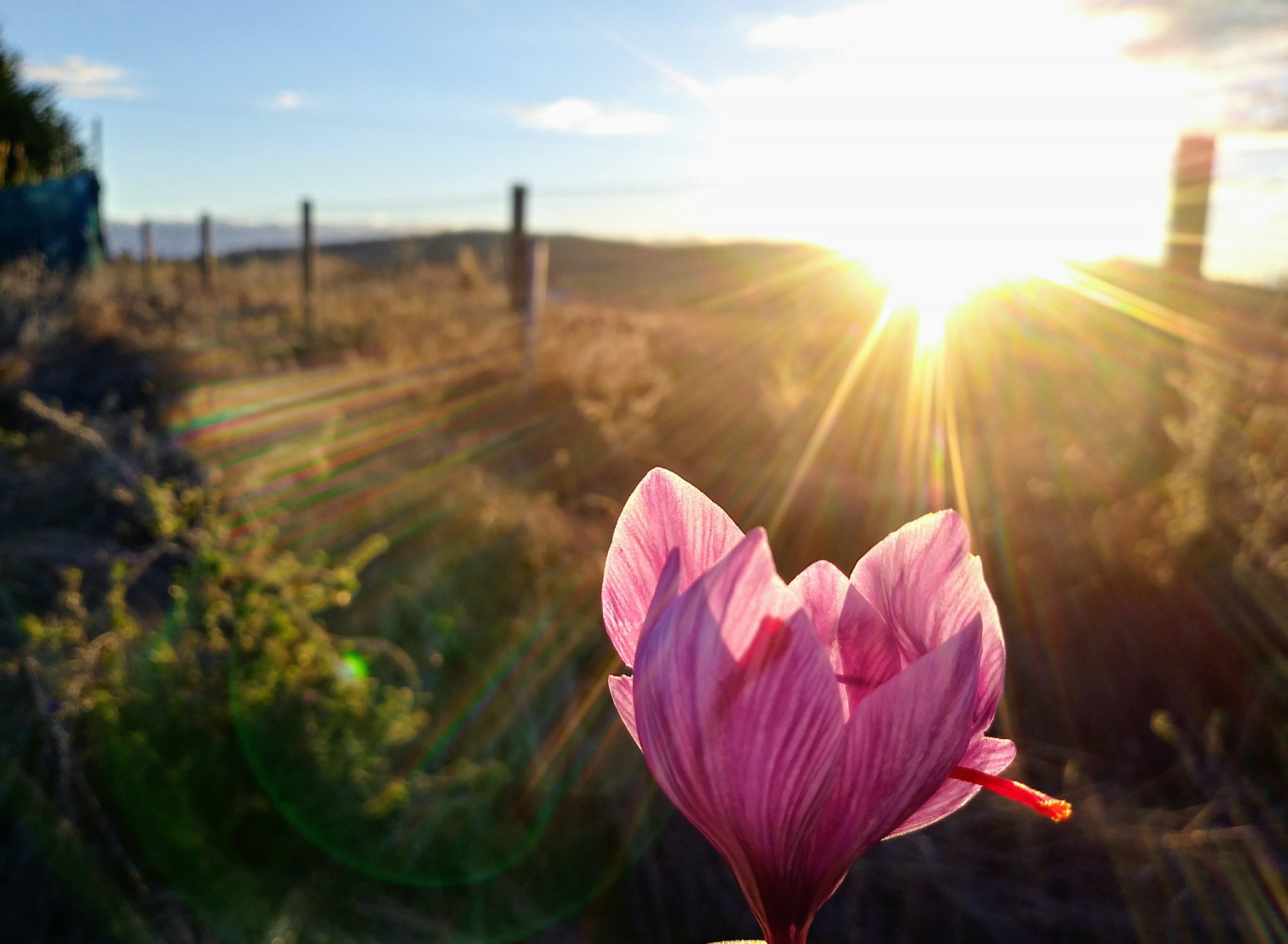 Azafrán cosechado por familias mapuche inicia su proceso de comercialización