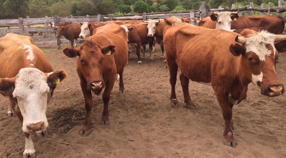 SAG llama a realizar Declaración de Existencia Animal