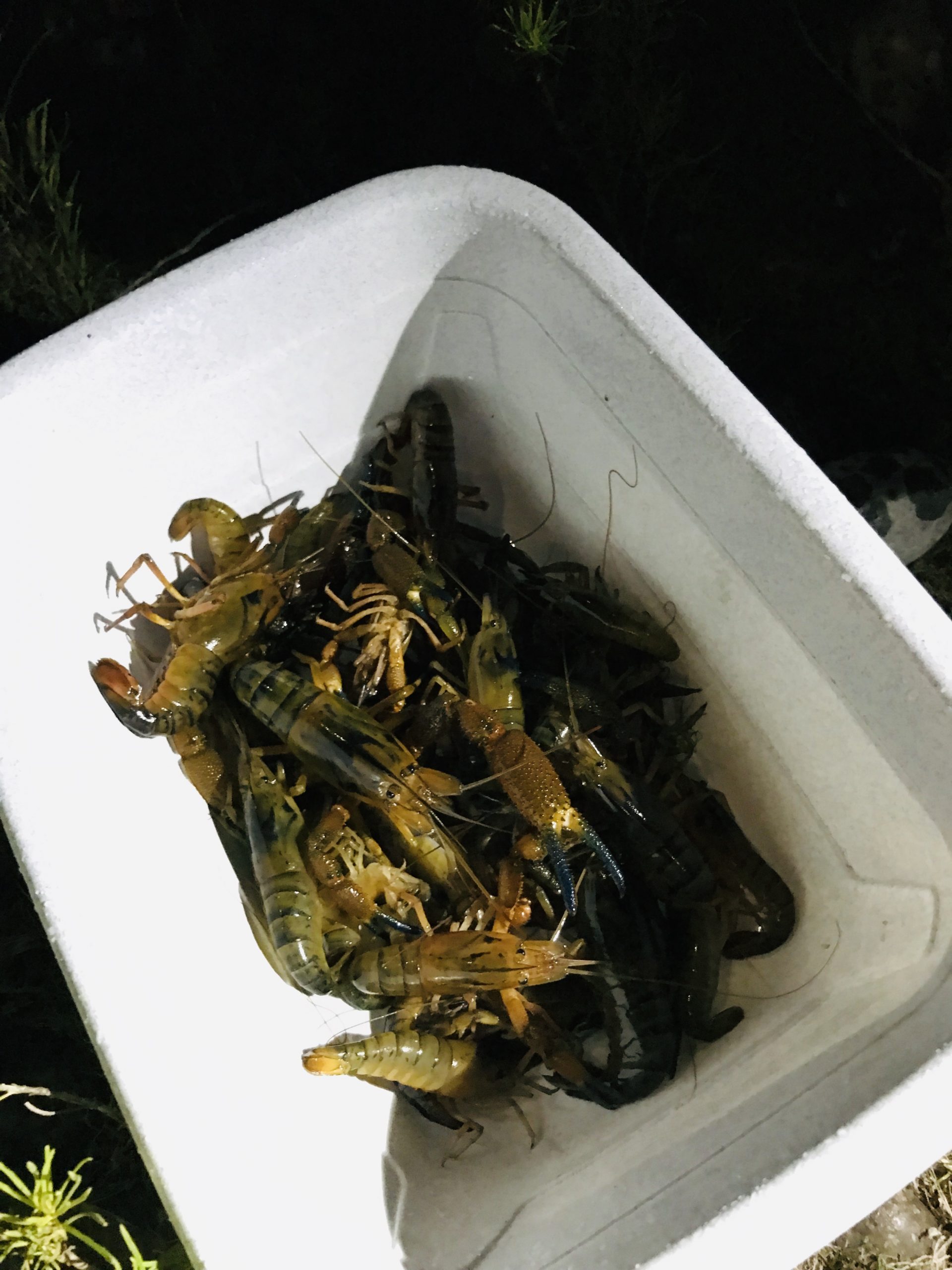 IFOP realiza taller sobre camarón de río