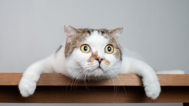 Día Mundial del Gato: ¿Todos felices con la llegada de un felino más a la familia?