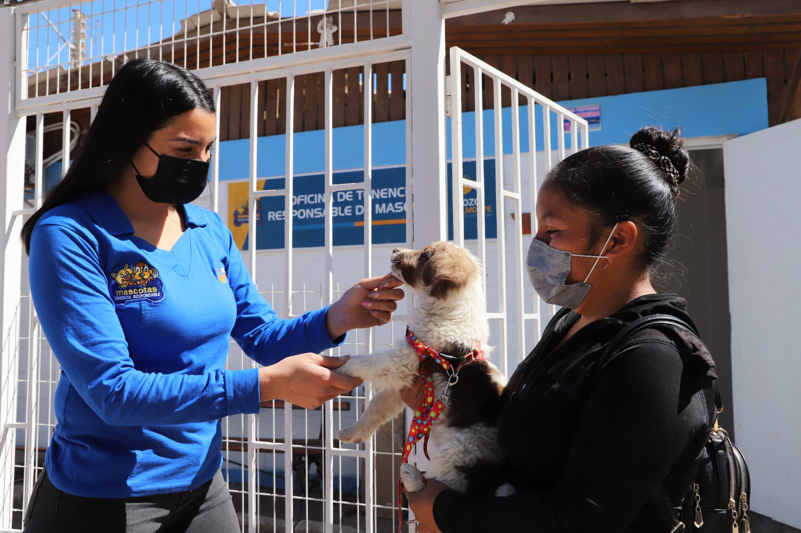 Tenencia Responsable premiará a las mascotas más queribles de Pozo Almonte