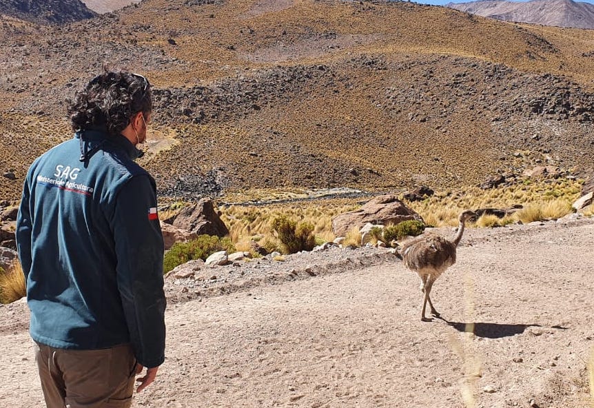 SAG Tarapacá reinserta en su medio silvestre Suri que era mantenido en cautiverio 