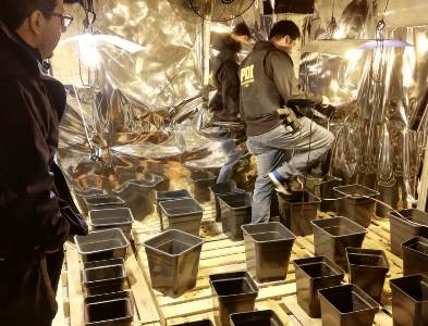 Tarapacá: Condenan a 12 años de presidio a acusados mexicanos que iniciaban cultivo “indoor”