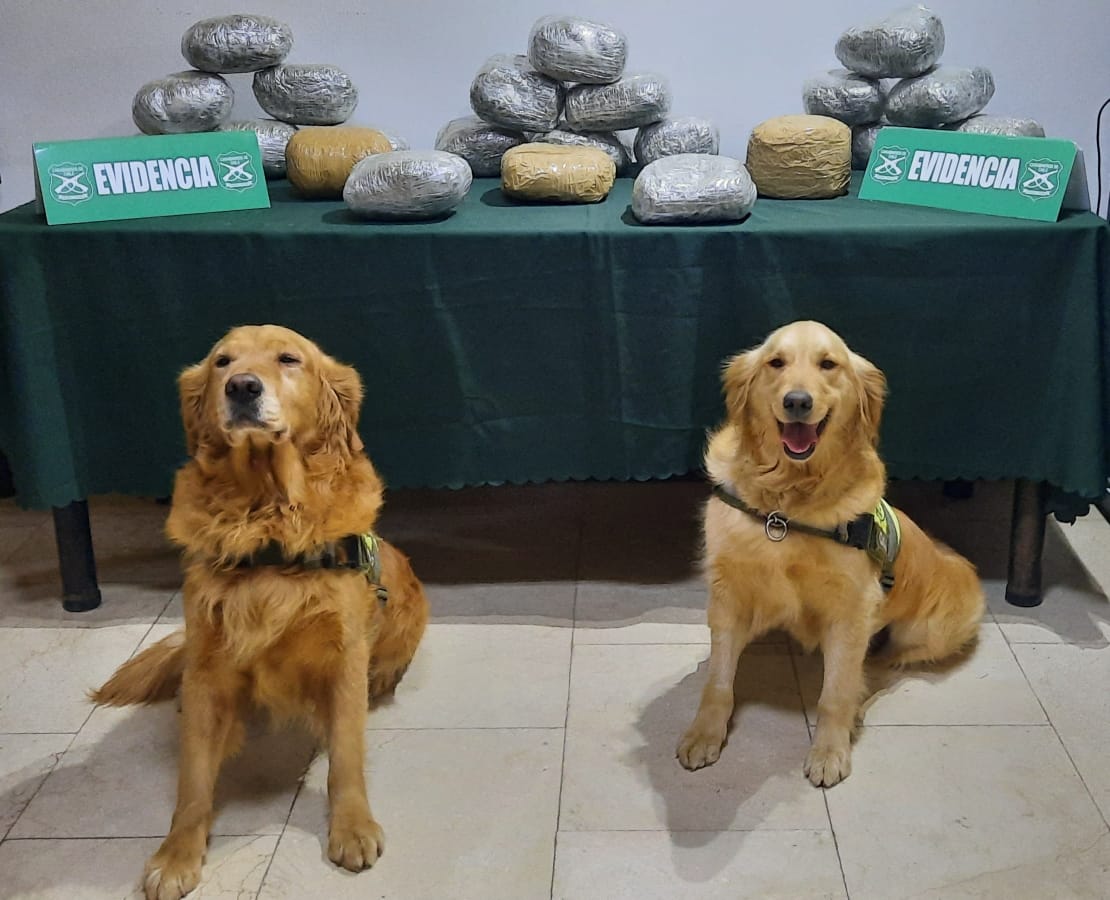Carabineros decomisó más de 26 kilos de marihuana en distintos procedimientos con ayuda de perros detectores