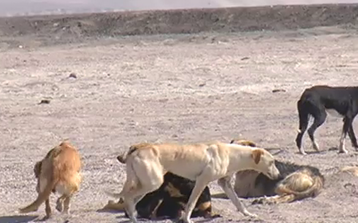 Ambientalistas, ecologistas y animalistas