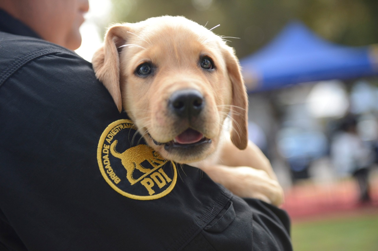 PDI Tarapacá: cómo denunciar delitos asociados al maltrato animal