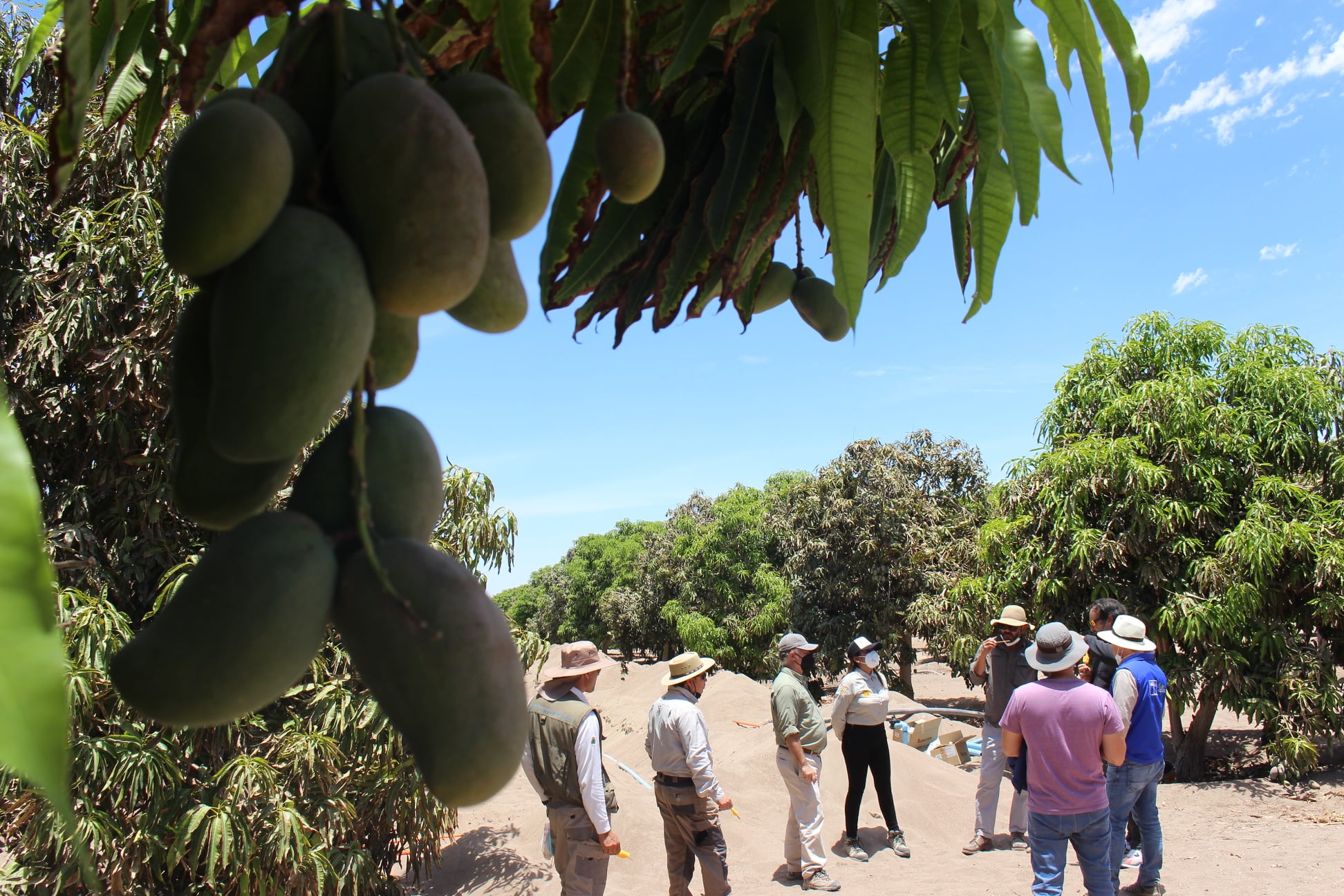 En Pica instalaron innovadores sistemas para la agricultura local