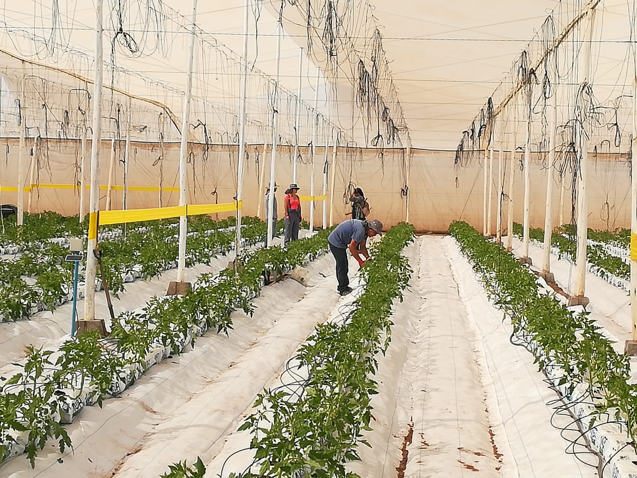 CORFO adjudicó a consorcio programa para impulsar agricultura en Arica, Parinacota, Tarapacá y Antofagasta