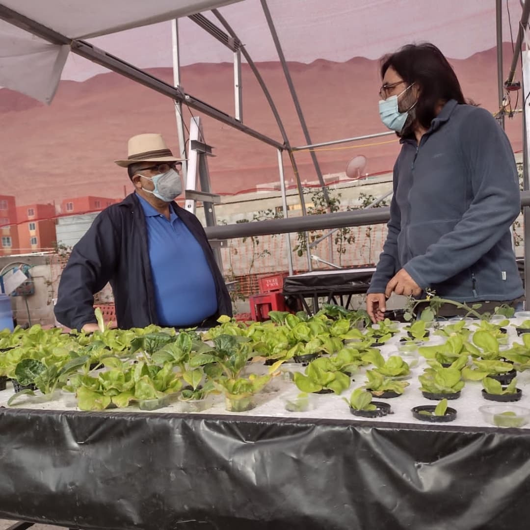 “Techos Verdes” de La QuintaSpa reciben asesoría agronómica de profesionales de la UNAP para mejorar sus huertos urbanos