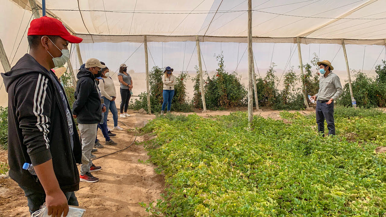 Jóvenes agricultores de Pachica, La Tirana y Pozo Almonte tienen jornada de aprendizaje en manejo de hortalizas