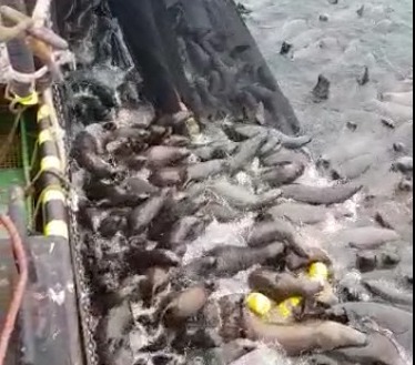 Protocolo de reducción de pesca incidental fortalece  la pesquería industrial en el norte