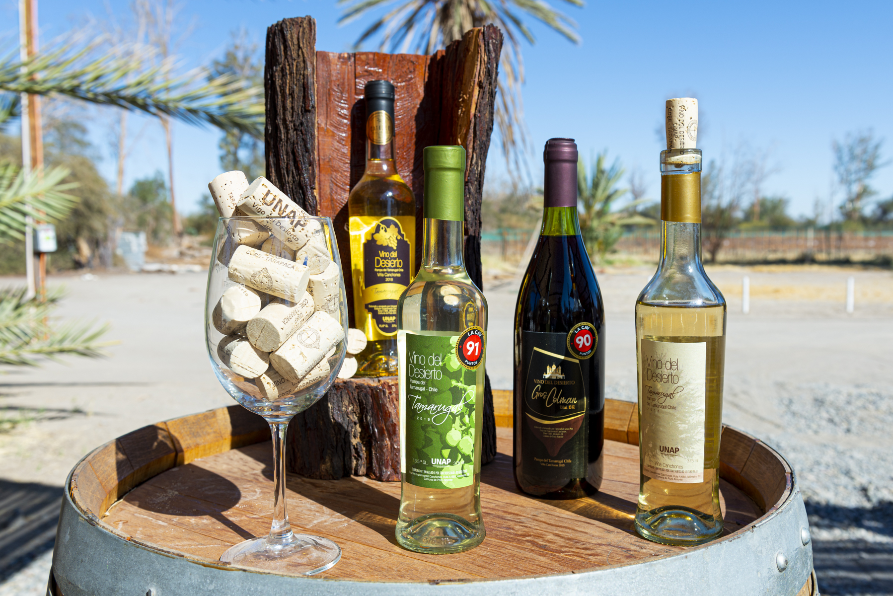 Vino del Desierto: Una alternativa enoturística en el Norte