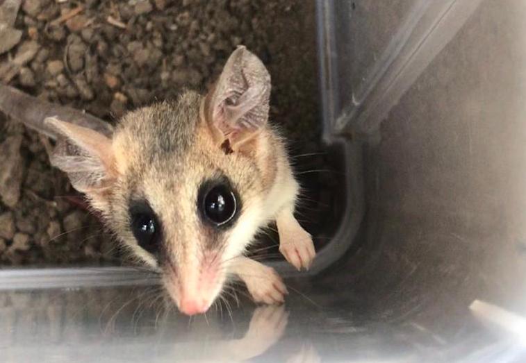 SAG llama a realizar Declaración Semestral de Fauna Silvestre del segundo semestre de 2021