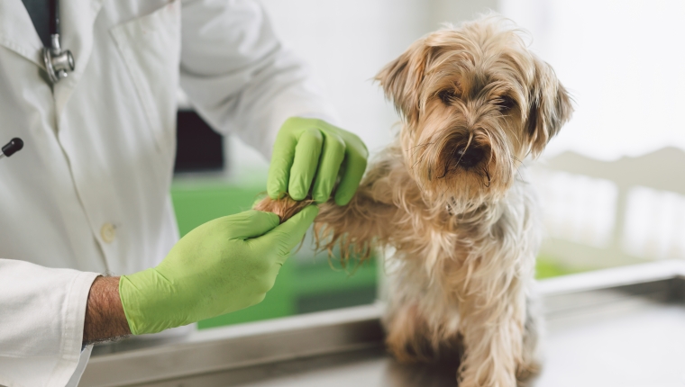 Cuida a tu mascota en vacaciones