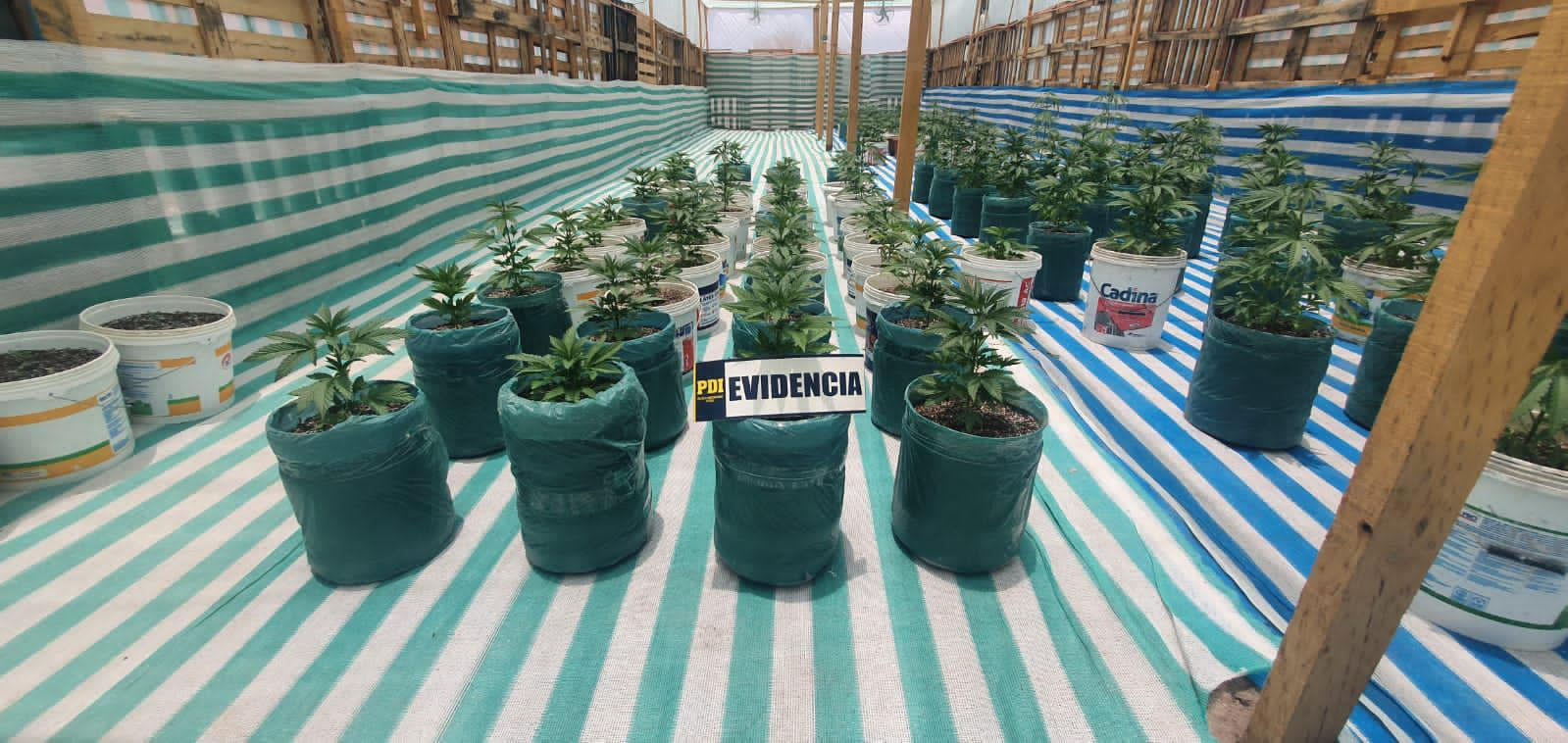 Dos detenidos por cultivo indoor de marihuana en La Huayca; PDI los puso a disposición de la justicia
