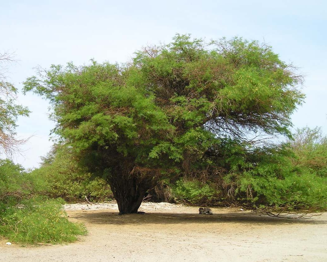 Impulsan proyectos de forestación de especies nativas en El Tamarugal￼