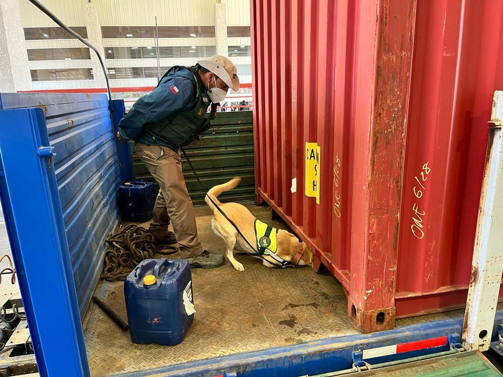 Brigada canina SAG Tarapacá intercepta 100 kilos de mazorca ocultos en camión