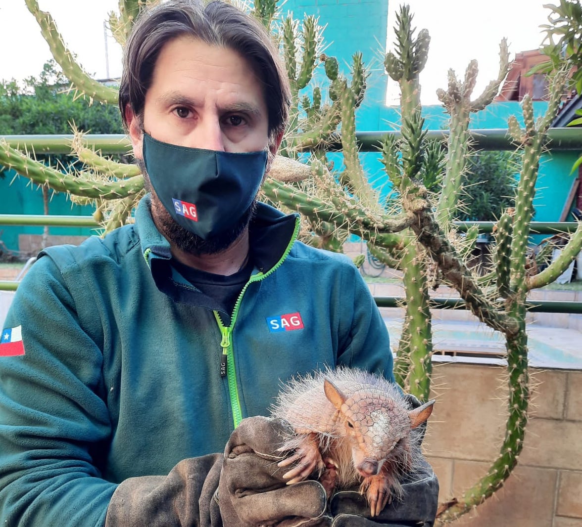 Liberan Quirquincho de La Puna encontrado en población Laguna Verde
