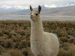 Día Mundial de la Fauna Silvestre: Colmevet llama a proteger a los animales nativos bajo el enfoque de Una Salud