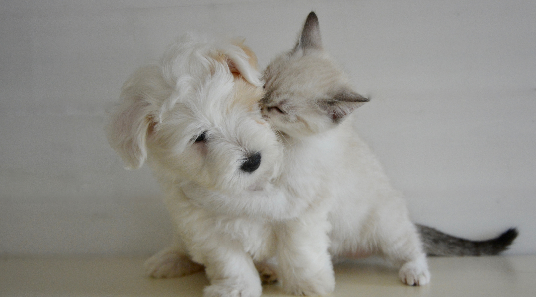 Primer estudio de población animal en Chile revela que hay 12 millones de perros y gatos con dueños y 4 millones sin supervisión