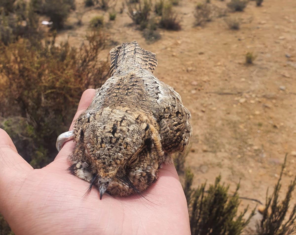 SAG Tarapacá devuelve a su hábitat natural a «gallinita ciega»