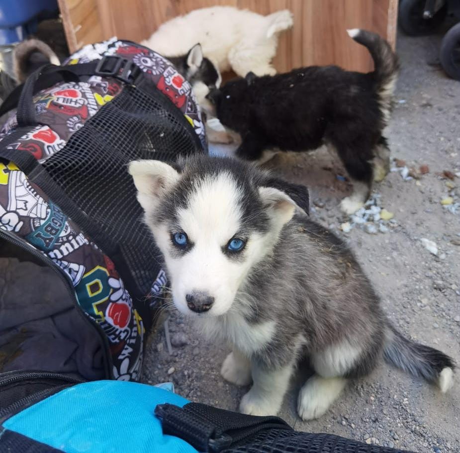 Doce cachorros siberianos rescatan aduaneros en Colchane