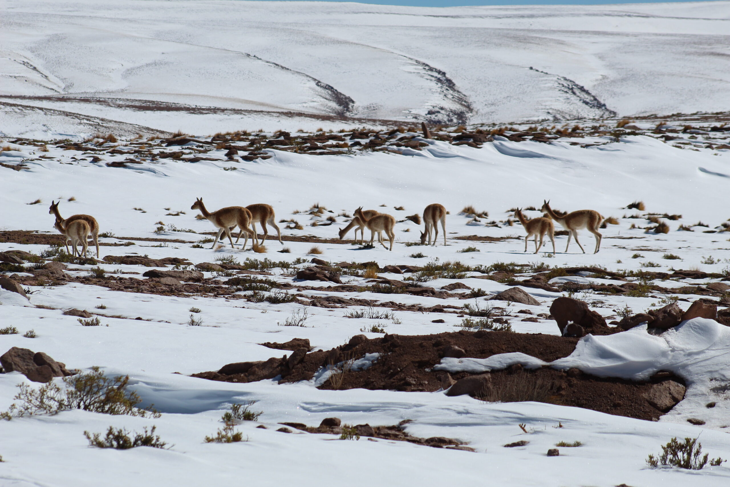  CONADI realizará taller sobre territorio andino y recursos naturales en la macro zona norte