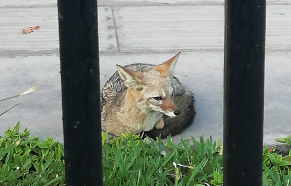 SAG rescata zorro chilla encontrado en jardines de la UNAP 
