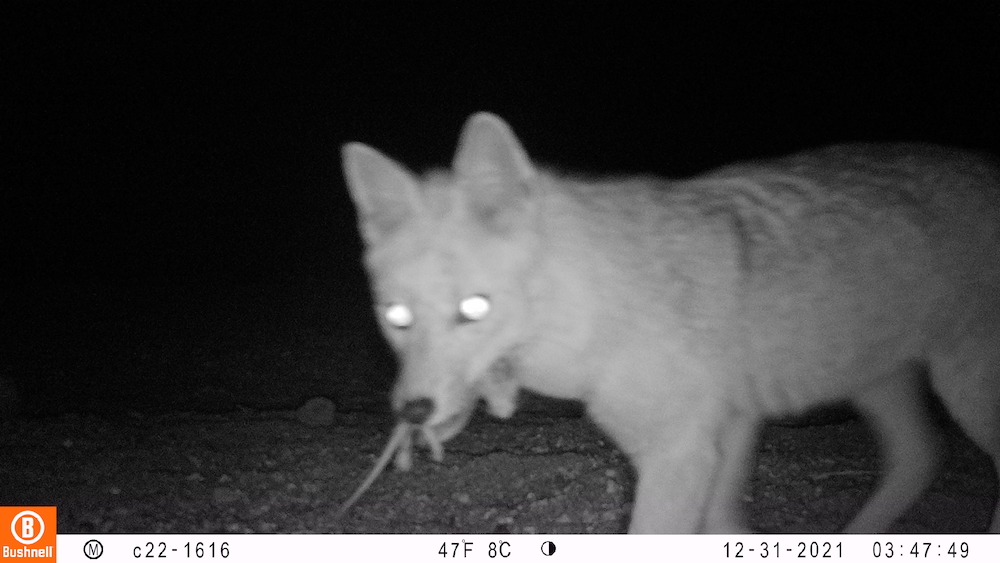 CONAF Tarapacá avanza en monitoreo de fauna con cámaras trampa