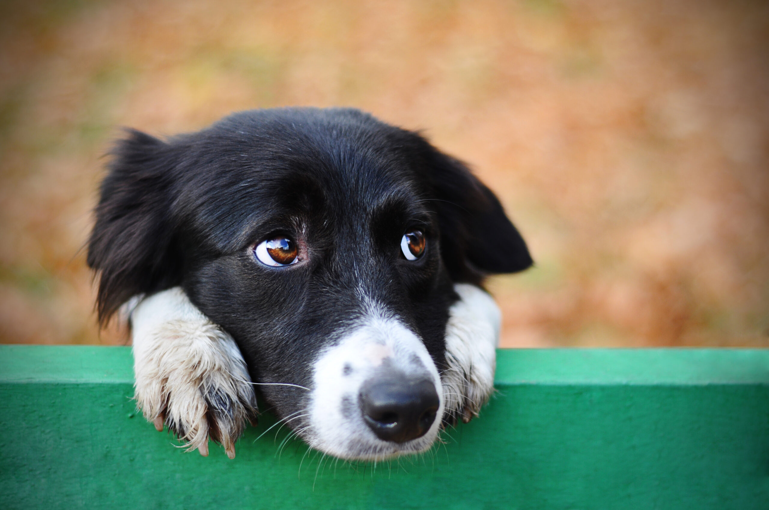 Hasta el 13 de junio: Nestlé Purina lanza fondos concursables en apoyo a las mascotas